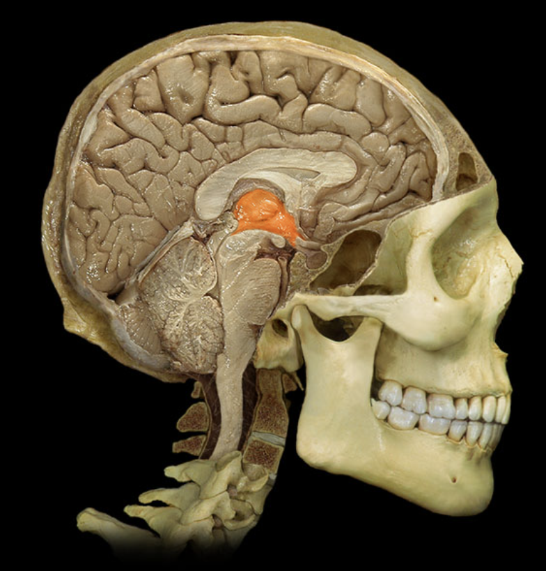 <p>What brain part is this?</p>