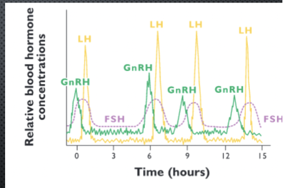 <p>Surge center</p><ul><li><p>4-8 episodes/24 hours</p></li><li><p>FSH has >3x half-life of LH</p></li><li><p>Inhibin secretion by Sertoli cells → inhibits FSH</p></li></ul><p></p>