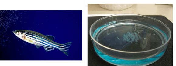 <p>suppresses fungal growth</p>