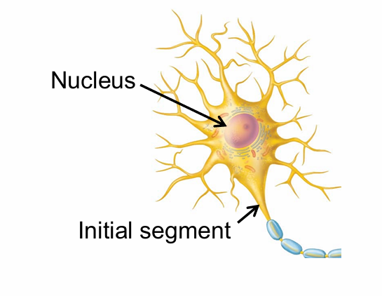 <ul><li><p>Nucleus</p></li><li><p>Organelles such as ribosomes</p></li></ul><p></p>