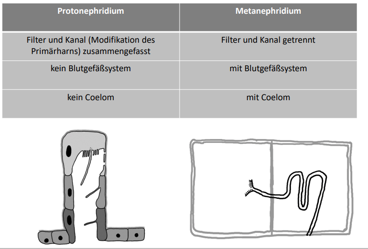 <p><span>Wie ist das Protonephridium aufgebaut?</span><br><span>- Filter und Kanal zusammengefasst<br>- ohne Blutgefäße<br>- ohne Coelom</span></p><p><br><br><span>Wie ist das Metanphridium aufgebaut?</span><br><span>- Filter und Kanal getrennt</span><br><span>- mit Blutgefäßen</span><br><span>- mit Coelom</span></p>