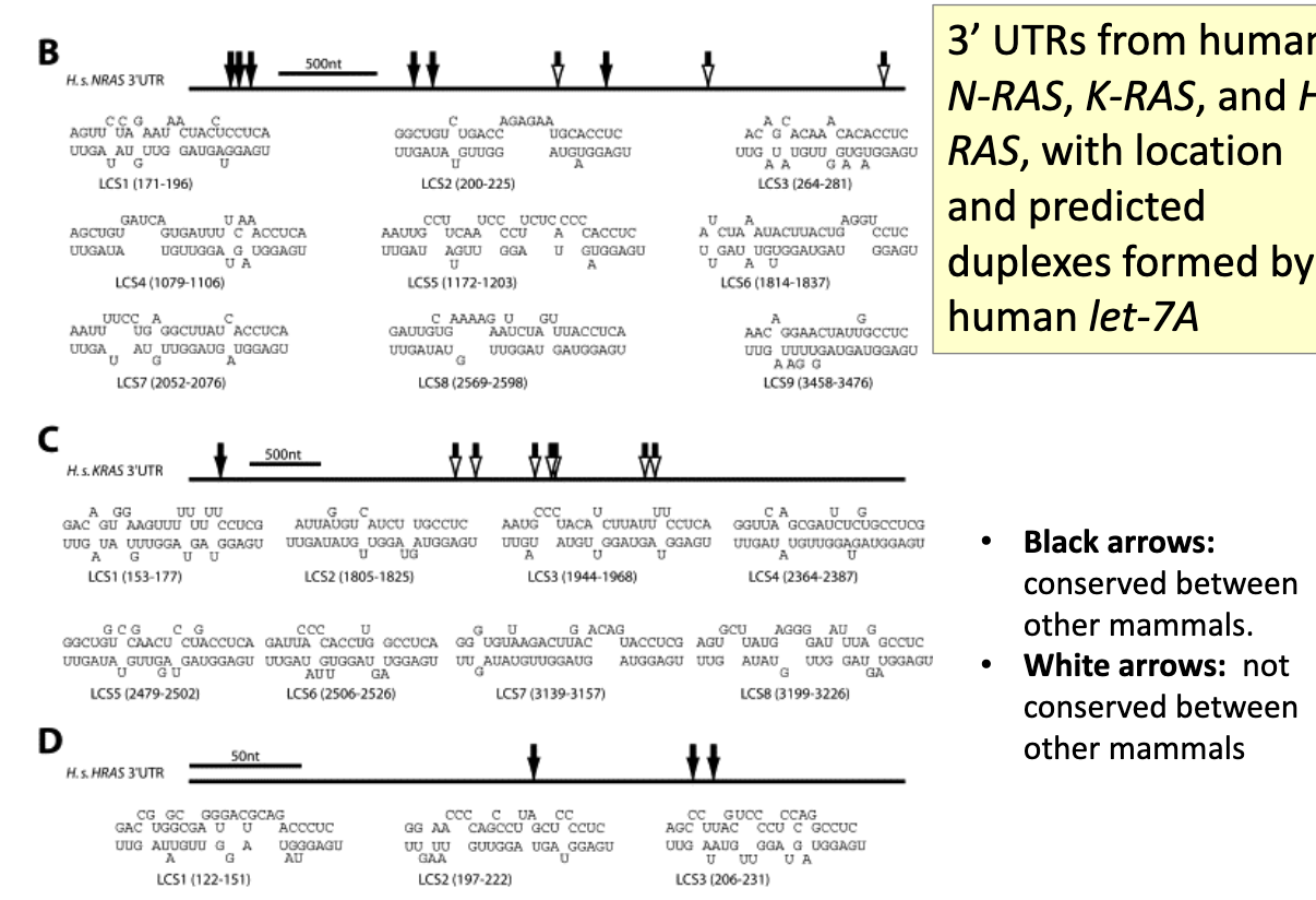 <ul><li><p>looked at 3’UTRs from human <em>N-RAS, K-RAS and H-RAS</em>, w/ location and predicted duplexes formed by human <em>let-7A</em></p></li></ul><p></p>
