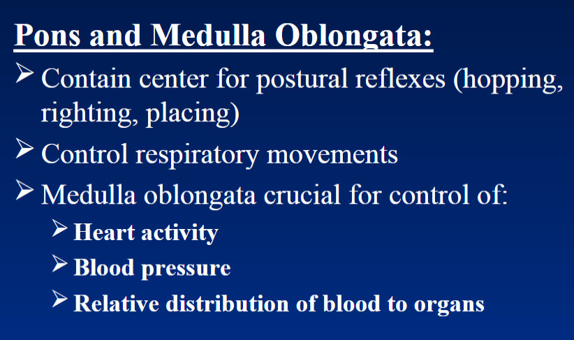 <p><strong>Postural Reflexes</strong><br>  • Contain centers for <strong>postural reflexes</strong><br>    • <strong>Hopping</strong><br>    • <strong>Righting</strong><br>    • <strong>Placing</strong></p><p><strong>Respiration</strong><br>  • Control <strong>respiratory movements</strong> → breathing movements</p><p><strong>Medulla Oblongata</strong><br>  • Crucial for control of:<br>    • <strong>Heart activity</strong><br>    • <strong>Blood pressure</strong><br>    • <strong>Relative distribution of blood to organs</strong></p>