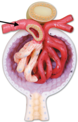 <p>The small blood vessels approaching the glomerulus (proximal part of the nephron)</p>