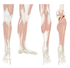 <p>Definition: A small, deep muscle located at the back of the knee, deep to the gastrocnemius. It runs from the lateral femoral condyle to the posterior tibia and helps "unlock" the knee from a fully extended position.</p><p> - Action: Flex knee (leg) "unlocks knee"; Medially rotate tibia </p><p> - Innervation: Tibial nerve </p><p> - Deep Posterior leg</p>