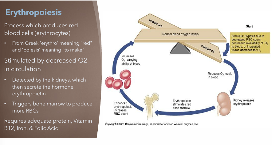 <p>Process which produces red blood cells (erythrocytes) and monitored by the Complete Blood Count (CBC)</p>