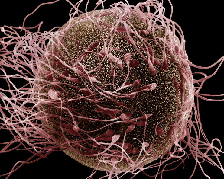 <ul><li><p>birds are anisogamous</p><ul><li><p><u>anisogamy</u> = production of different-sized gametes by males and females (i.e., tiny sperm and large eggs)</p></li><li><p><u>operational sex ratio</u> = number of males and females available for mating at a given time</p></li><li><p>anisogamy and operational sex ratio cause males and females to maximize reproductive success differently</p></li></ul></li></ul><p></p>