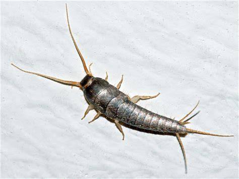 <p>What pest is this </p>
