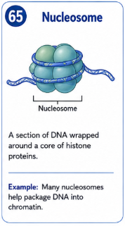 <p>A section of DNA wrapped around a core of histone proteins. </p>