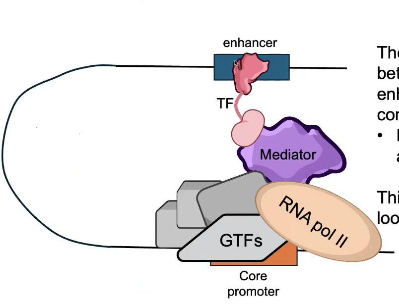 <p>Can Mediate LONG-RANGE interactions between CORE PROMOTER and distal CIS-REGULATORY SITES</p><p></p><p>Mediator complex forms a bridge between TFs bound at enhancers, and the Pre-Initiation Complex (PIC) bound at the CORE PROMOTER.</p><p>→ Mediator has 30 subunits in animals.</p><p></p><p>This interaction occurs through looping of intermediate DNA.</p>