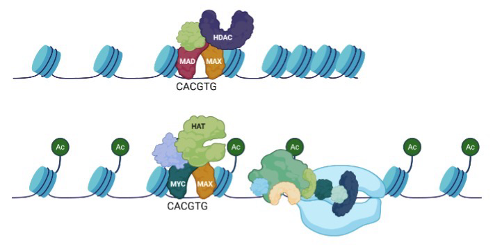 <p><strong>Mad/Max i</strong>s a repressor of pro-growth genes (Recruits HDACs to close chromatin structure)</p><p>When AP1 is produced, it first results in MYC production; Myc competes with Mad for Max</p><p><strong>Myc/Max </strong>complex is an activator of many pro-growth genes</p><ul><li><p>i.e. cyclin D, cyclin E, E2F, PCNA, DNA pol ⍺ and stimulates RNA Pol II activity</p></li></ul><p>The upregulation of<strong> cyclin D</strong> gene transcription by AP-1 and Myc “kick starts” the cell cycle</p>