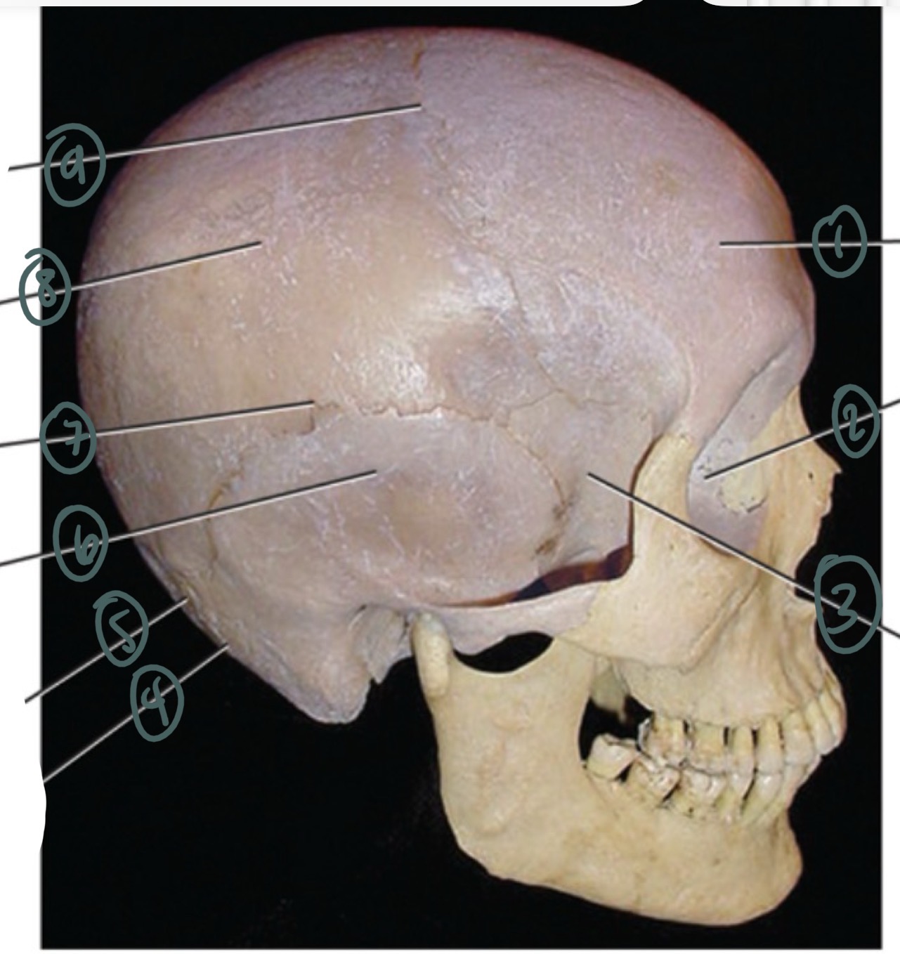 <p>1</p>