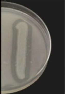 <p>This is a ______ DNase test.</p>