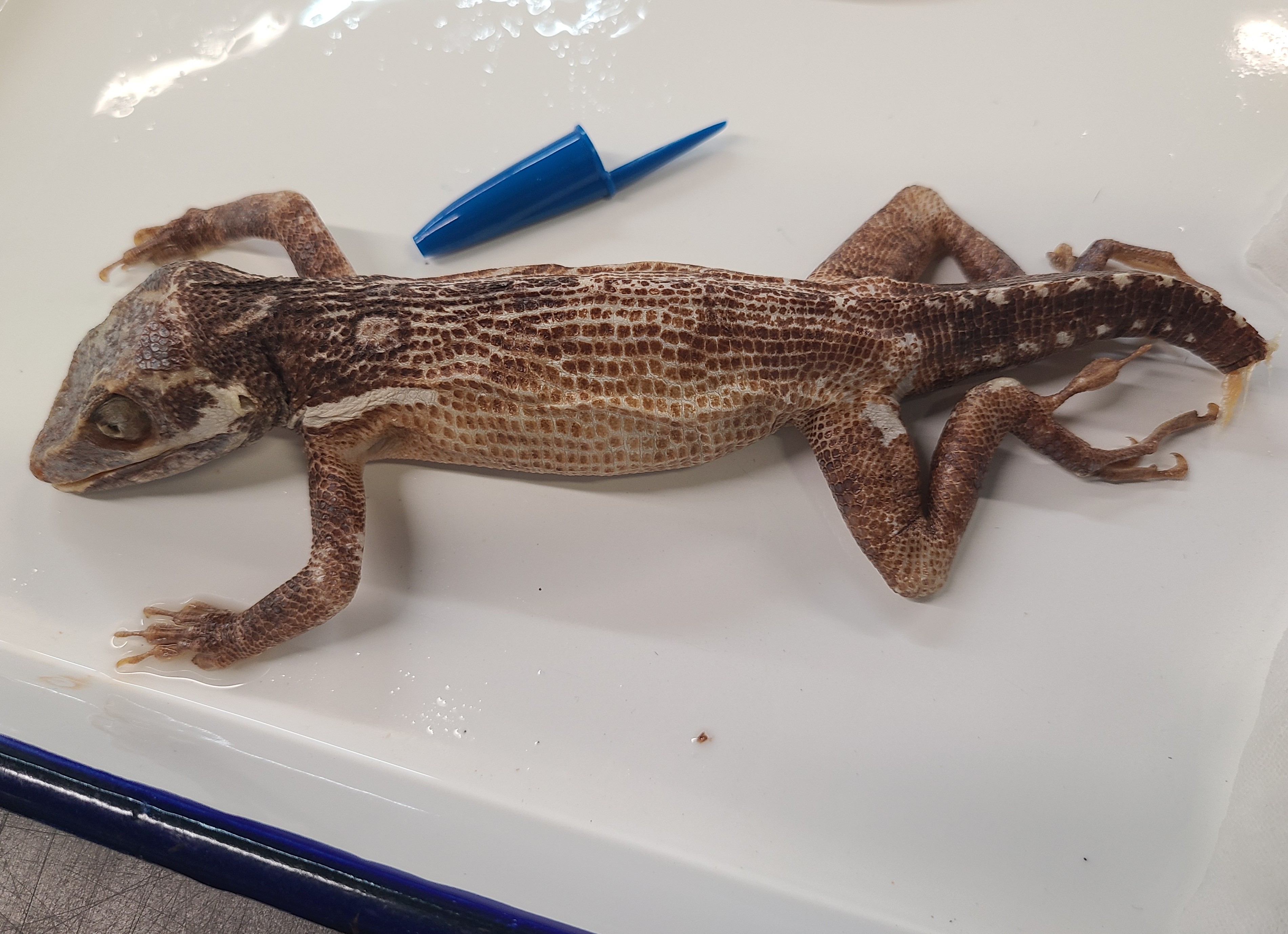 <p><span>Order and Family of Anolis equestris</span></p>