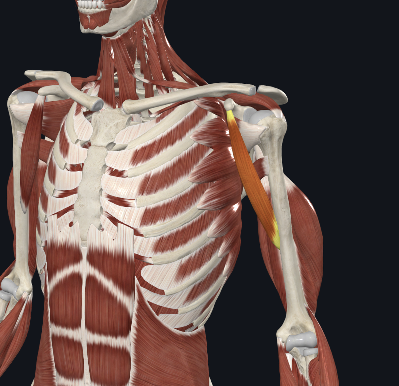 <p>Coracobrachialis muscle (lies below biceps brachii)</p>