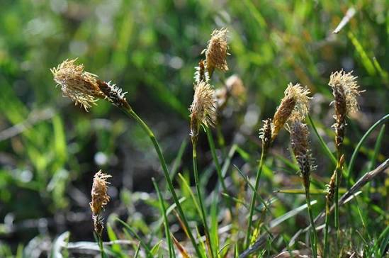 <p>Axfjäll spetsiga. Blommar tidigt. Liten</p>