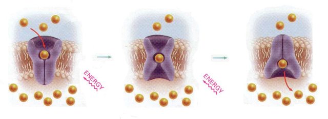 <p>What is the function of <strong>membrane proteins</strong> in <strong>active transport</strong>?</p>