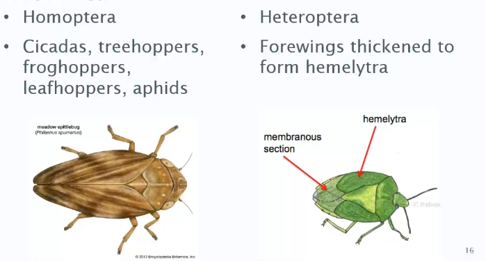 <p>Homoptera - Cicadae, aphids</p><p>Heteroptera - Forewings thickened to form hemielytra </p>