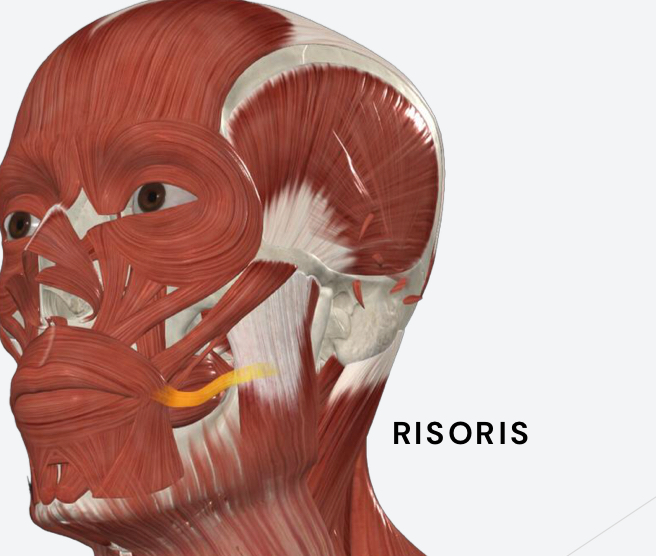 <p>retracts the angle of the mouth </p>