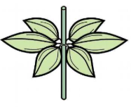 <p>arranged in groups of 3 or more at nodes or positions along an axis (e.g 3 leaves per node)</p>