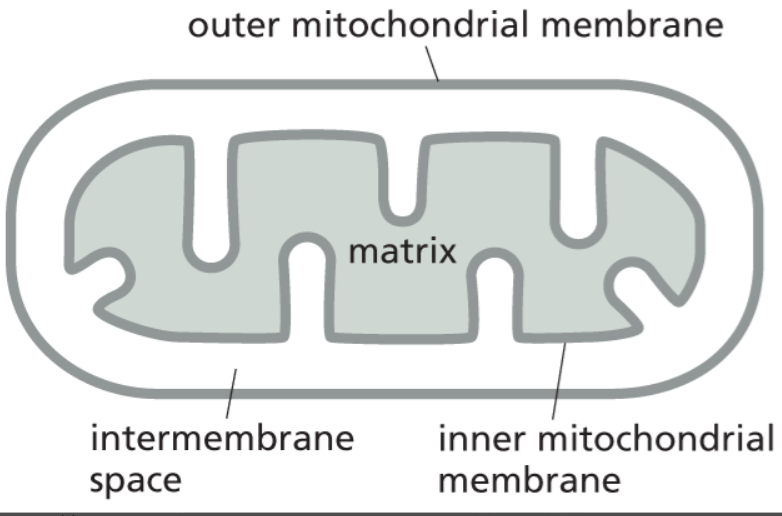<ul><li><p><strong>outer mitochondrial membran</strong>e</p></li><li><p><strong>intermembrane space </strong>(the gap between outer and inner membranes; where H+ can build up.)</p></li><li><p><strong>inner mitochondrial membrane </strong>(folded into <strong>cristae</strong>; site of oxidative phosphorylation (makes most ATP).)</p></li><li><p><strong>matrix </strong>(innermost part)</p></li></ul><p></p>