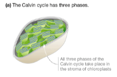 <p>in the stroma of the chloroplast</p>