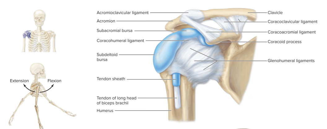<p>works with glenohumeral joint to give the upper limb full range of movement</p>