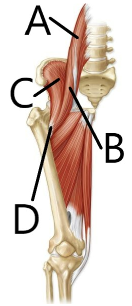 <p>which one is the psoas major</p>