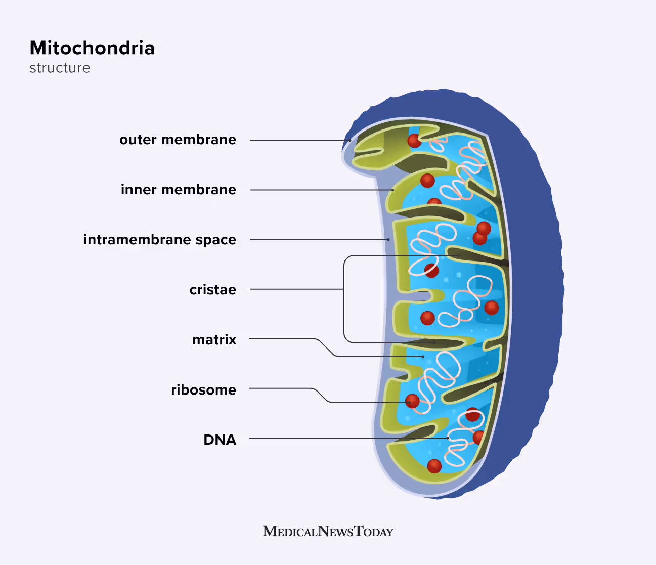 <p>mitochondria</p>