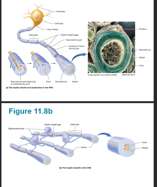 <p><span style="background-color: transparent;">&nbsp;cells wrap around axon of neurons insulating and allowing for increased nerve impulse conduction (Oligodendrocytes and Neurolemmocytes)</span></p>