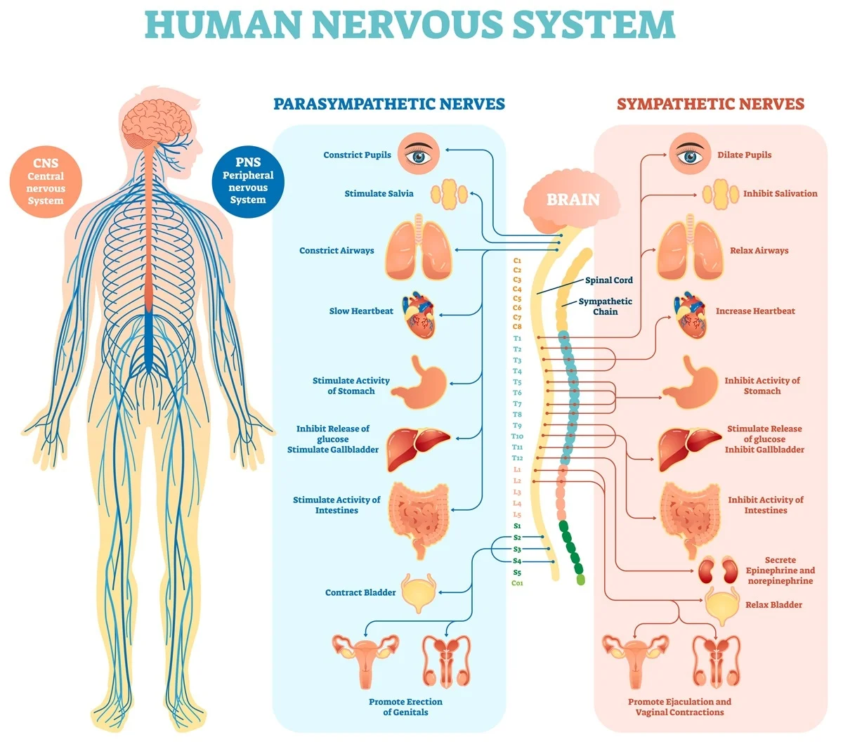 <p><span>Initiation and regulation of vital body functions, sensation and body movements.</span></p><p>Brain, spinal cord, and nerves</p>