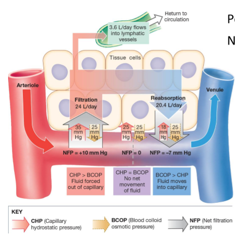 <p>What is net filtration pressure (NFP)?</p>