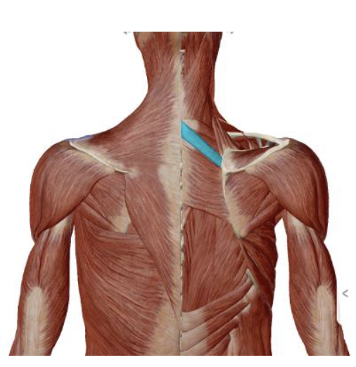 <p>Rhomboid Minor Action</p>