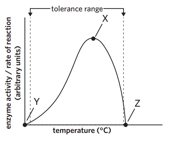 <ul><li><p>assuming pH is constant</p></li><li><p>optimal temp - maximum rate of substrate entering the active site and products leaving</p></li><li><p>under optimal temp - particles move slower. substrate enters active site slower + products leave slower</p></li><li><p>above optimal temp - </p></li><li><p>way too above optimal temp - enzyme denatures. active site changes shape. substarte cannot bind.</p></li></ul><p></p>