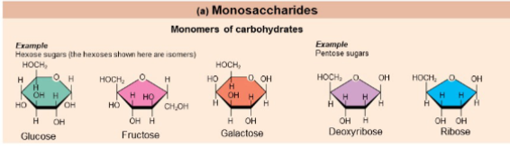 <p>Simple sugars containing three to seven carbon atoms</p><p>• Important monosaccharides</p><p>• Pentose sugars</p><p>• Ribose and deoxyribose</p><p>• Hexose sugars</p><p>• Glucose (blood sugar)<br></p>