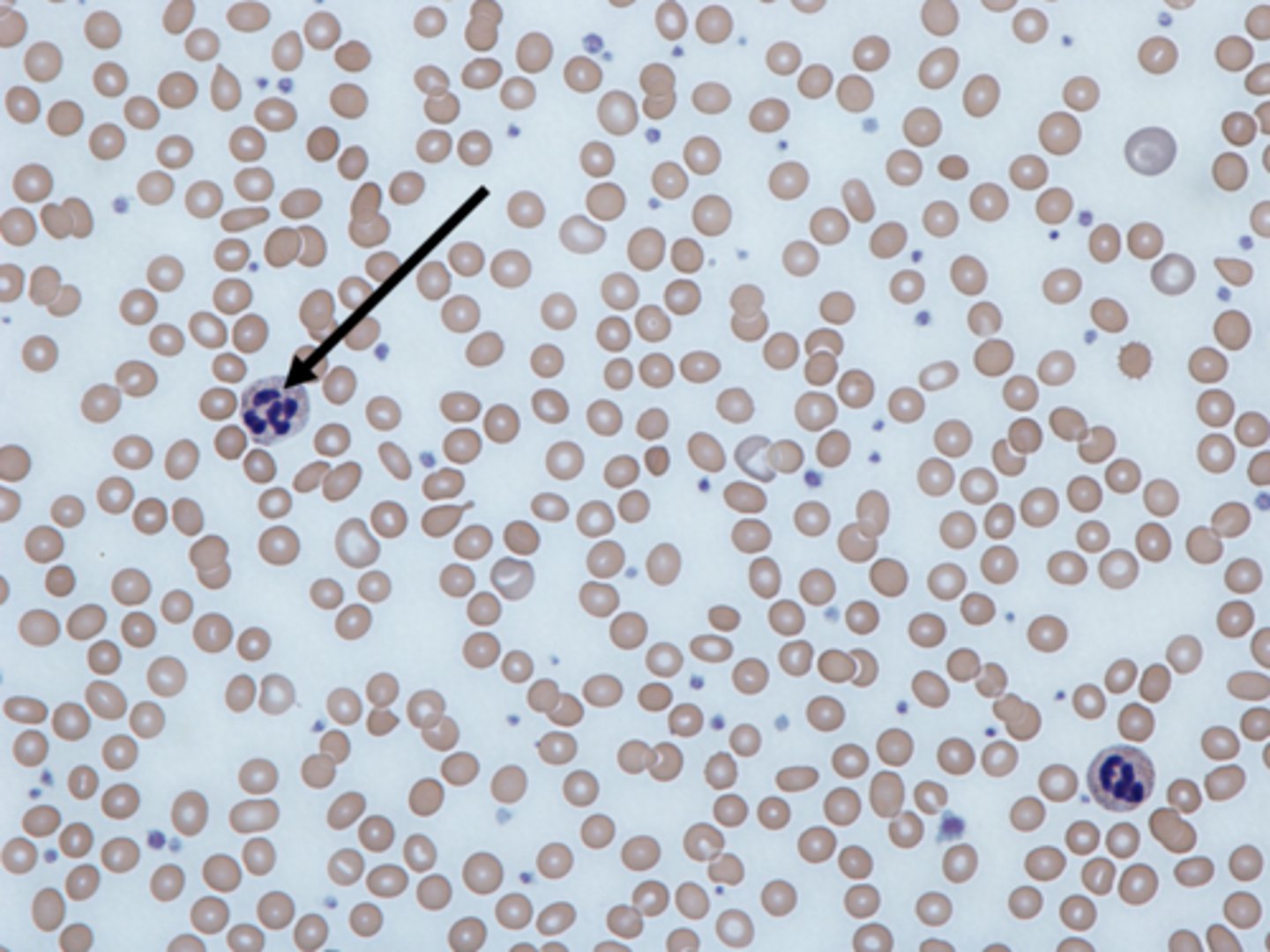 <p>type of cell?</p>