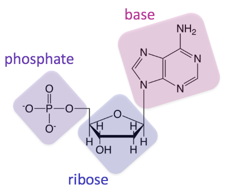 <p>sugar, phosphate group, nitrogen base(a,t,c,g,u)</p>