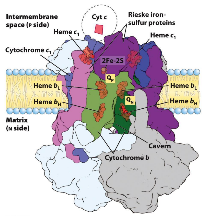 <p>Electron Transport Chain — Complex III</p>