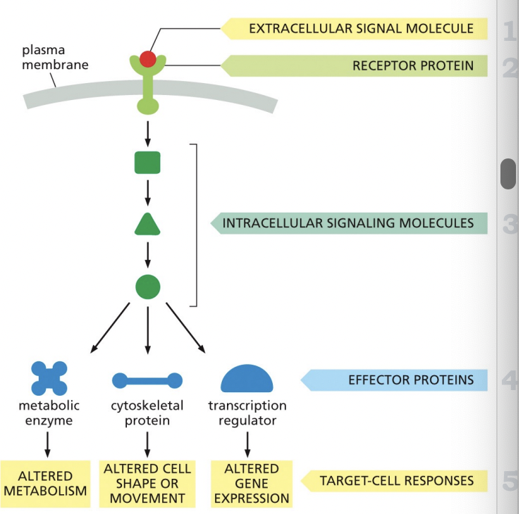 <p>1/2) The receptor protein performs the 1st signal transduction step: It binds the extracellular signal (primary messenger).</p><p>3) The receptor generates new intracellular signals (secondary messengers), in which the message is passed “downstream” from one molecule to another.</p><p>4) Until an enzyme/protein/regulator is kicked into action.</p><p>5) The final outcome is called the response of the cell.</p>