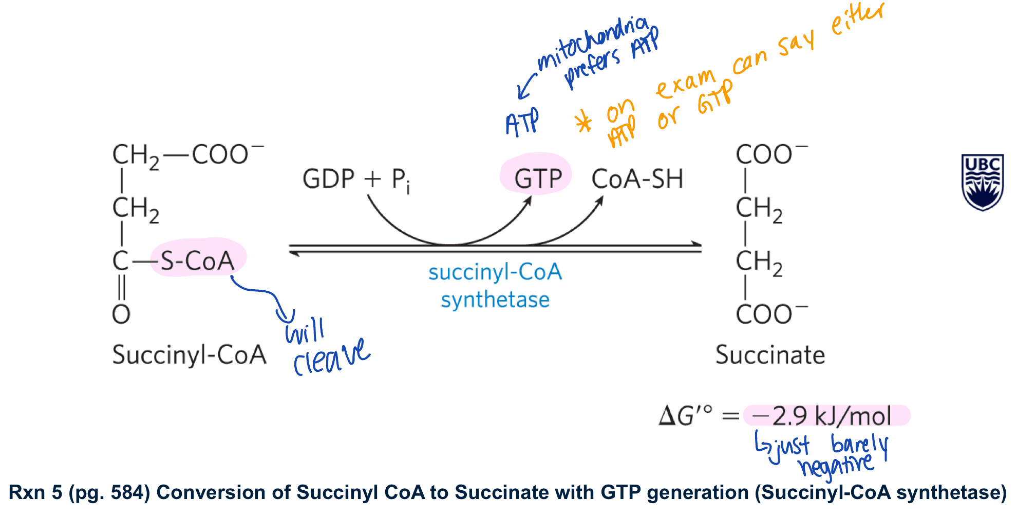 <ul><li><p>succinyl COA synthetase converts succinyl COA to succinate generate GTP/ATP and COA-SH </p></li><li><p>this rxn is driven by the -ve delta G knot in the cleavage of the thioester bond </p></li></ul><p>**notes: -GTP can be converted to ATP by a nucleoside diphosphate kinase </p><p>-there are isoforms of succinyl COA synthetase that use ADP + generate ATP </p><p>reverible rxn </p><p>the next steps invovled in the regenrationg of oxaloacetate </p><img src="https://assets.knowt.com/user-attachments/5dd02c0e-3aa4-4b03-a9f7-ac3a7be150d1.png" data-width="100%" data-align="center" alt="knowt flashcard image"><p></p>