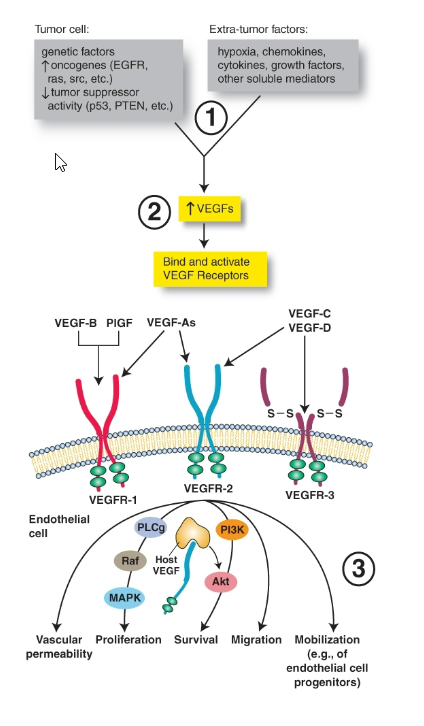 <p><span style="background-color: transparent;">Angiogenesis/Hypoxia Relation:</span></p><ul><li><p><span style="background-color: transparent;">Hypoxia&nbsp; -> Trxn of <mark data-color="yellow" style="background-color: yellow; color: inherit;">basic fibroblastic growth factor + VEGF</mark> (vascular endothelial growth factor)&nbsp;</span></p></li></ul><p><span style="background-color: transparent;">NOTE: VEGF inhibitors are used in treatment of some cancers</span></p><p><br></p>