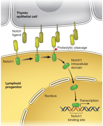 <p>is a cell-surface receptor that interacts with transmembrane ligands on adjacent cells </p>