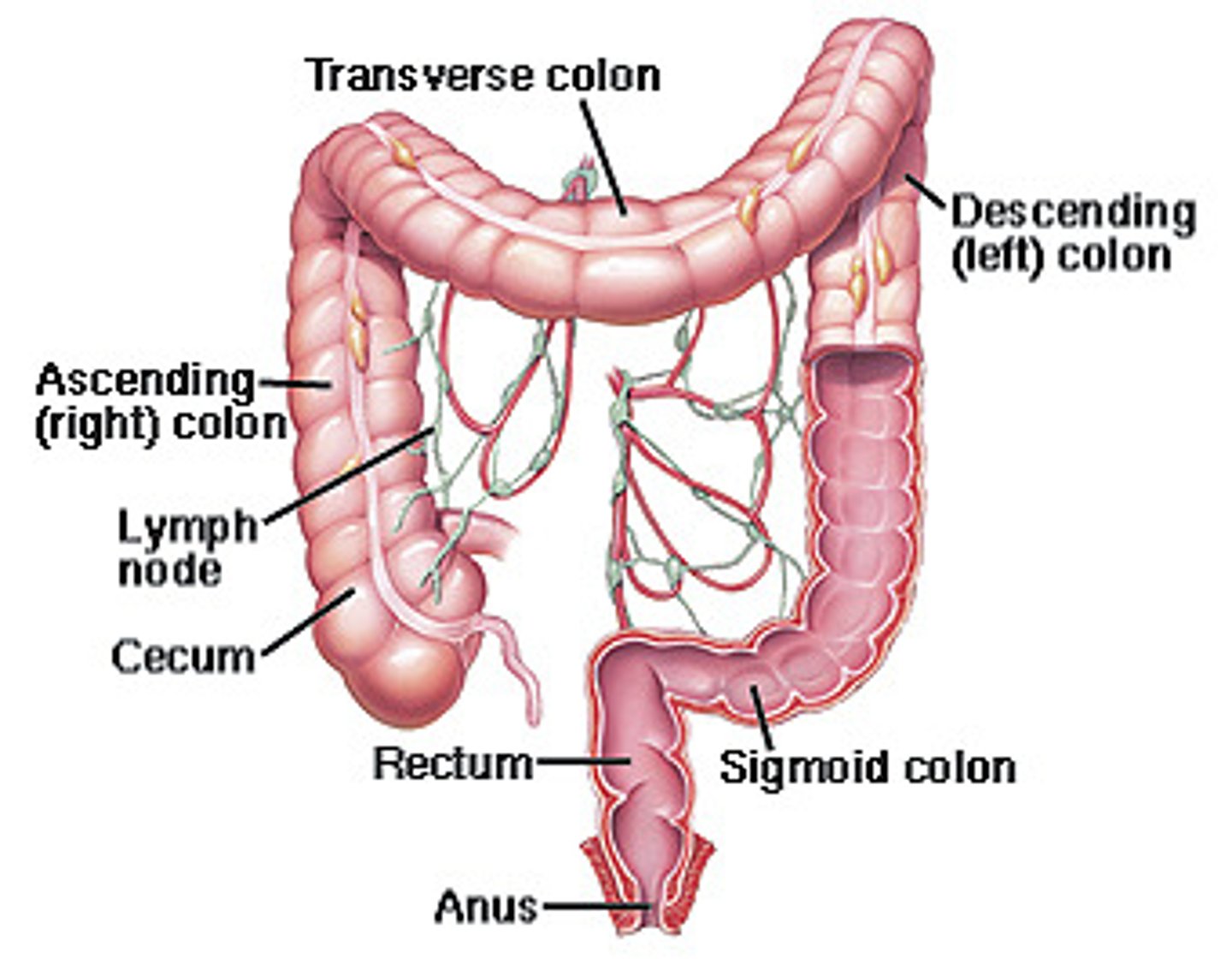 <p>rectum</p>