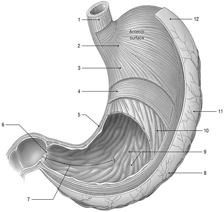 <p>Figure 24-1 The Stomach (dissected)Use Figure 24-1 to answer the following questions:Identify the structure labeled "10."</p>