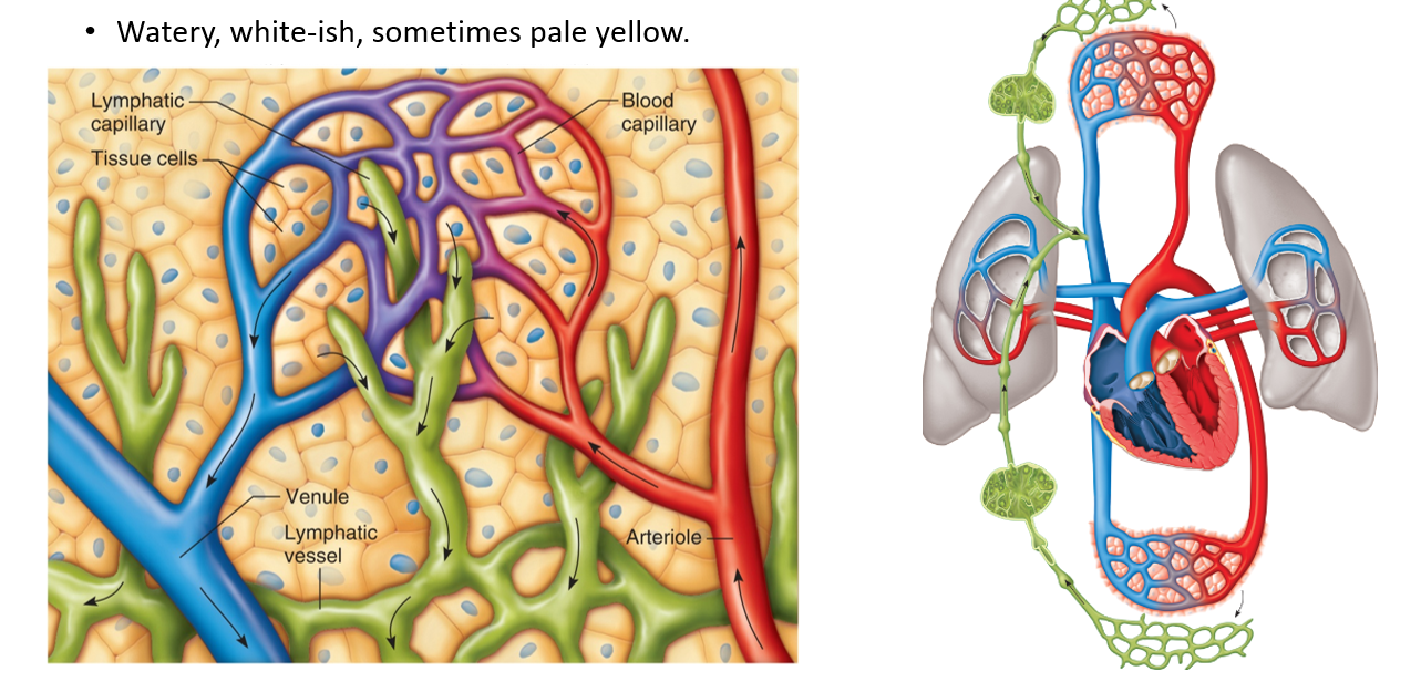 <p>One of the main functions of the lymphatic system</p><ul><li><p>Net filtration pressure (NFP) in blood capillaries favors filtration over reabsorption</p><ul><li><p><strong>Overall: </strong>more water exits capillaries and enters body tissues</p></li><li><p>Results in an overall loss of water from blood plasma to interstitial fluid</p><ul><li><p>About 2-4 liters per day</p></li></ul></li></ul></li><li><p>Lymphatic vessels pick up fluid and return to circulation</p><ul><li><p>Pick up excess fluid in extracellular space, transport it through the body, and deliver it back to the cardiovascular system</p></li></ul></li></ul><p></p>