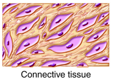 <p>Connective Tissue</p>