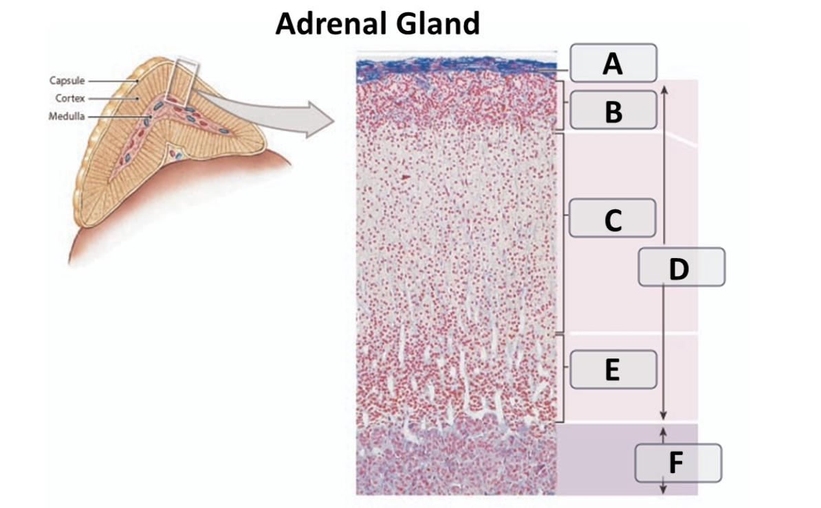 <p>zona glomerulosa </p>