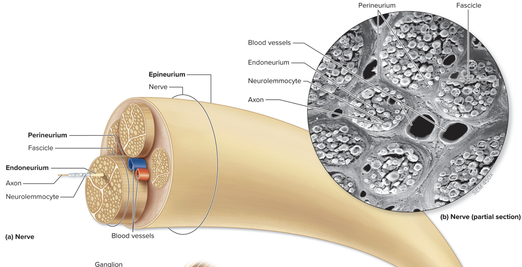 <p>What is a fascicle?</p>