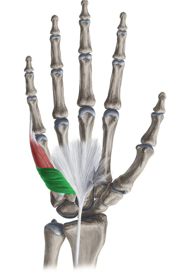 <p>what muscle is this?</p>