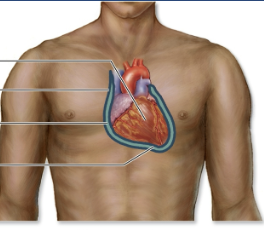 <p>pericardial cavity</p>